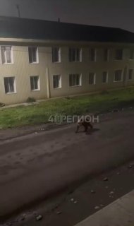 Медведь на улице: жители Озерновского в ожидании хищника
