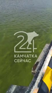 Необычное ярко-зеленое пятно в Авачинской бухте вызвало экологический интерес
