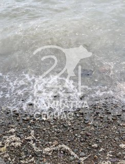 Массовые рыбные отходы замечены в бухте у Моховой